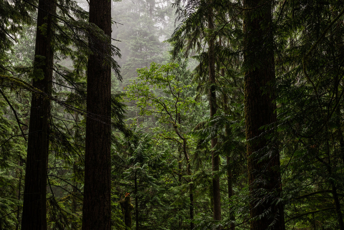 Tall Tree in a misty forest